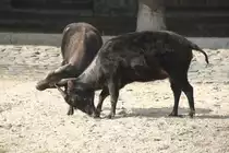 Zwei Flachland-Anoas (Bubalus depressicornis) beim Machtkampf. Zoo Berlin am 11.3.2010.
