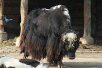Hornloser Hausyak (Bos mutus f. grunniens) am 11.3.2010 im Zoo Berlin.
	