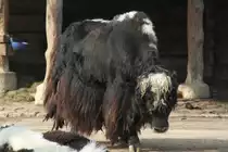 Hornloser Hausyak (Bos mutus f. grunniens) am 11.3.2010 im Zoo Berlin.
	