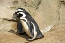 Ein Brillenpinguin-Prchen (Spheniscus demersus) am 11.3.2010 im Zoo Berlin.