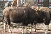 Der Gaur (Bos gaurus), ein aus S�dostasien stamendes Wildrind, am 11.3.2010 im Zoo Berlin.