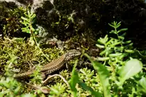 Eine Eidechse beobachtet wachsam ihre Umgebung.
(08.06.2010)