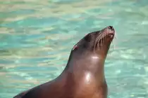 Kalifornischer Seel�we (Zalophus californianus) beim Fotoshooting am 11.3.2010 im Zoo Berlin.