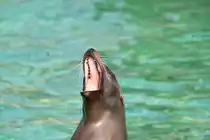 Der Zahnarzt kann kommen! Kalifornischer Seel�we (Zalophus californianus) am 11.3.2010 im Zoo Berlin.