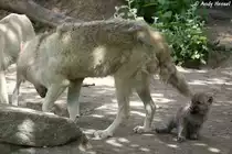 Kanadische W�lfe (Polarw�lfe). W�lfe k�nnen ein Alter von zwanzig Jahren erreichen. 