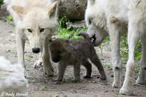 Wlfe erreichen die Geschlechtsreife im zweiten Lebensjahr. Die Paarung findet in der Regel im Frhjahr statt. Innerhalb eines Rudels paaren sich nur die Alphatiere (Polarwlfe).