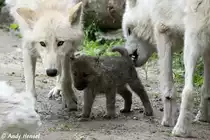 W�lfe erreichen die Geschlechtsreife im zweiten Lebensjahr. Die Paarung findet in der Regel im Fr�hjahr statt. Innerhalb eines Rudels paaren sich nur die Alphatiere (Polarw�lfe).