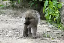 Die Jungtiere werden von der Mutter etwa f�r zwei bis drei Monaten ges�ugt. Kanadischer Wolf (Polarwolf).