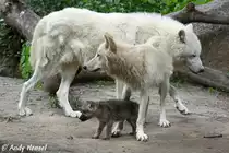 Nachwuchs bei den Kanadischen W�lfen