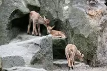 Nachwuchs bei den M�hnenspringern.