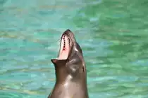 Geht es noch etwas weiter auf? Kalifornischer Seel�we (Zalophus californianus) am 11.3.2010 im Zoo Berlin.