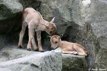 Nachwuchs bei den Mhnenspringern.