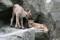 Nachwuchs bei den M�hnenspringern.