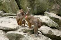  Was hast'n da wieder? . Mantelpaviane bei der Krperpflege.