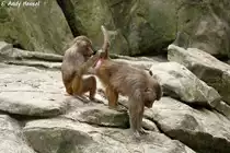  Was hast'n da wieder? . Mantelpaviane bei der K�rperpflege.