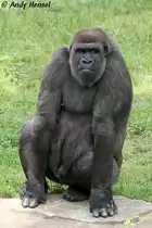 Westlicher Flachlandgorilla (Zoo Berlin). 