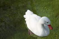 Coscorobaschwan (Coscoroba coscoroba) am 11.3.2010 im Zoo Berlin.