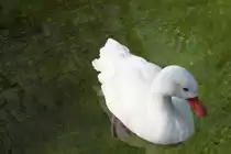 Coscorobaschwan (Coscoroba coscoroba) am 11.3.2010 im Zoo Berlin.