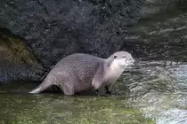 Zwergotter oder auch Kurzkrallenotter (Aonyx cinerea) am 11.3.2010 im Zoo Berlin. 