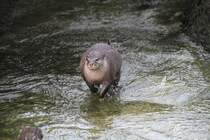 Kurzkrallenotter (Aonyx cinerea) beim Spielen. Zoo Berlin am 11.3.2010. 