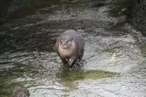 Kurzkrallenotter (Aonyx cinerea) beim Spielen. Zoo Berlin am 11.3.2010. 
