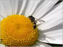 Eine Grabwespe der Gattung Ectemnius (continuus) auf einer Margerite. 05.06.2006