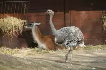 Darwin-Nandu (Pterocnemia pennata) am 11.3.2010 im Zoo Berlin.
