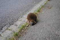 Ein Igel am Straenrand. Der Igel bewegte sich nicht, ob er tod war wei ich nicht, ich habe ihn nicht berhrt.