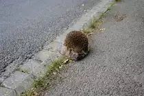 Ein Igel am Stra�enrand. Der Igel bewegte sich nicht, ob er tod war wei� ich nicht, ich habe ihn nicht ber�hrt.