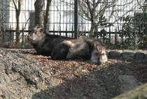 Die Japanischen Seraue (Capricornis crispus) haben sich an die hinterste Stelle im Gehege zurckgezogen. Zoo Berlin am 11.3.2010.