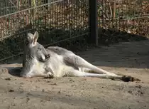 Ein sich gen�sslich entspannendes Rote Riesenk�nguru (Macropus rufus) am 11.3.2010.