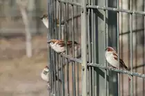 Spatzen sind doch �berall! Zoo Berlin am 11.3.2010.