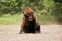 Wisent