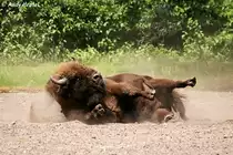 Wisent in Action