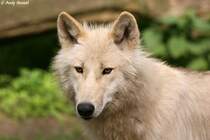 Kanadische Wlfin (Polarwolf)