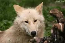 Kanadische W�lfin (Polarwolf)