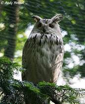 Sibirischer Uhu