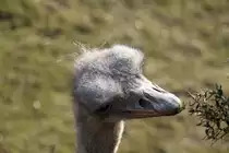 S�dafrikanischer Blaushalsstrauss (Struthio camelus australis) beim picken nach dornigen Bl�tter an der Gehegemauer. Zoo Berlin am 11.3.2010.