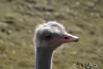 S�dafrikanischer Blaushalsstrauss (Struthio camelus australis) am 11.3.2010 im Zoo Berlin.