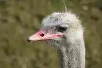 Kopf eines S�dafrikanischen Blaushalsstrausses (Struthio camelus australis) am 11.3.2010 im Zoo Berlin.