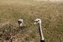 S�dafrikanische Blaushalsstrausse (Struthio camelus australis) am 11.3.2010 im Zoo Berlin.