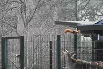 Hilfe Einbrecher! Eichh�rnchen (Sciurus vulgaris) beim Klettern auf der Abz�unung im Geheege der Afrikasavanne. Zoo Berlin am 11.3.2010.