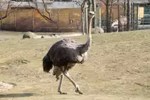 S�dafrikanischer Blaushalsstrauss (Struthio camelus australis) am 11.3.2010 im Zoo Berlin.