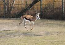 Springbock (Antidorcas marsupialis) am 11.3.2010 im Zoo Berlin.