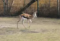 Springbock (Antidorcas marsupialis) am 11.3.2010 im Zoo Berlin.