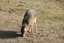Gro�er Pampashase (Dolichotis patagonum) am 11.3.2010 im Zoo Berlin.
