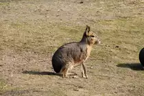 Gro�er Pampashase (Dolichotis patagonum) am 11.3.2010 im Zoo Berlin.