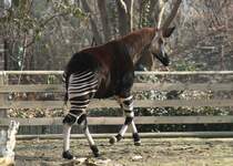 Okapi (Okapia johnstoni) auf em Weg in den Stall Zoo Berlin am 11.3.2010.
