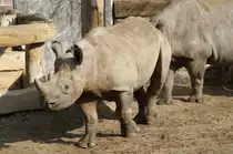 Ostafrikanisches Spitzmaulnashorn (Diceros bicornis michaeli) am 11.3.2010 im Zoo Berlin.
