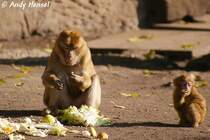 Berberaffe mit Junges bein Fressen.